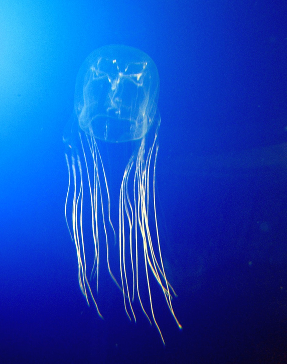 Australian Box Jellyfish