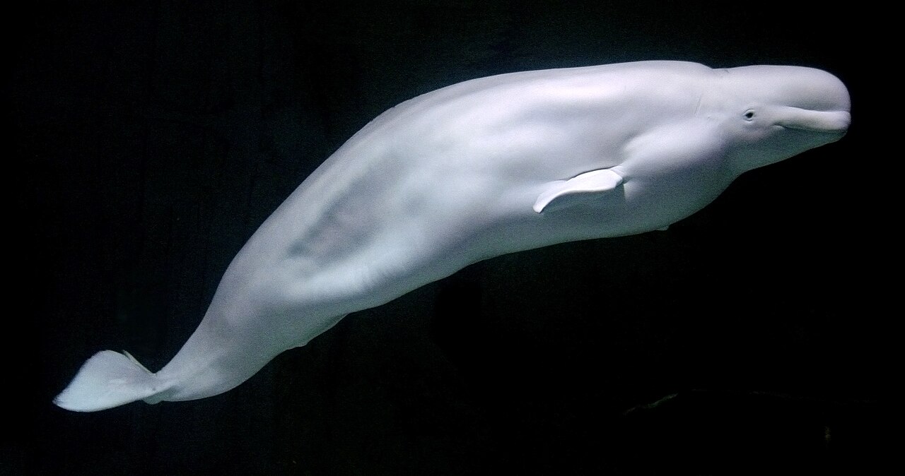 Beluga Whale