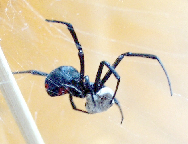Black Widow