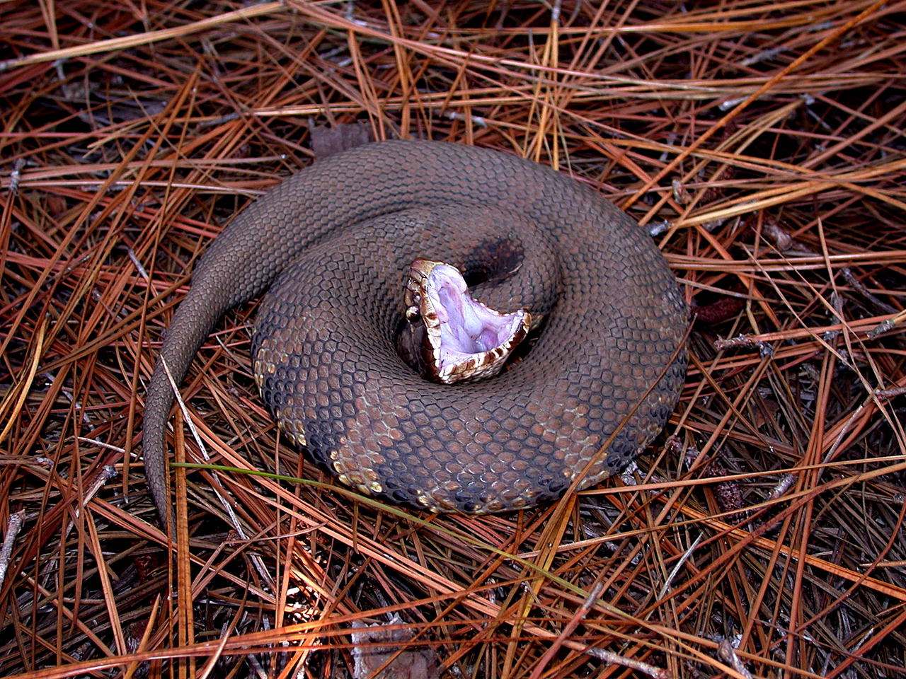 Cottonmouth