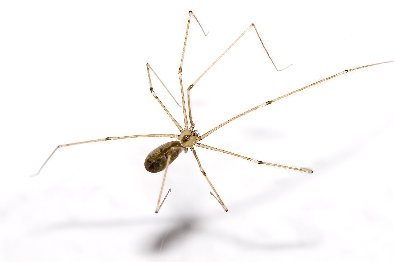 Daddy Long Leg Spider