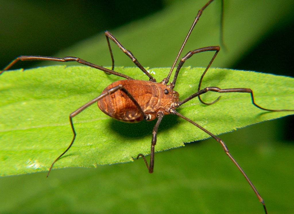 Daddy Long Legs (Harvestman)