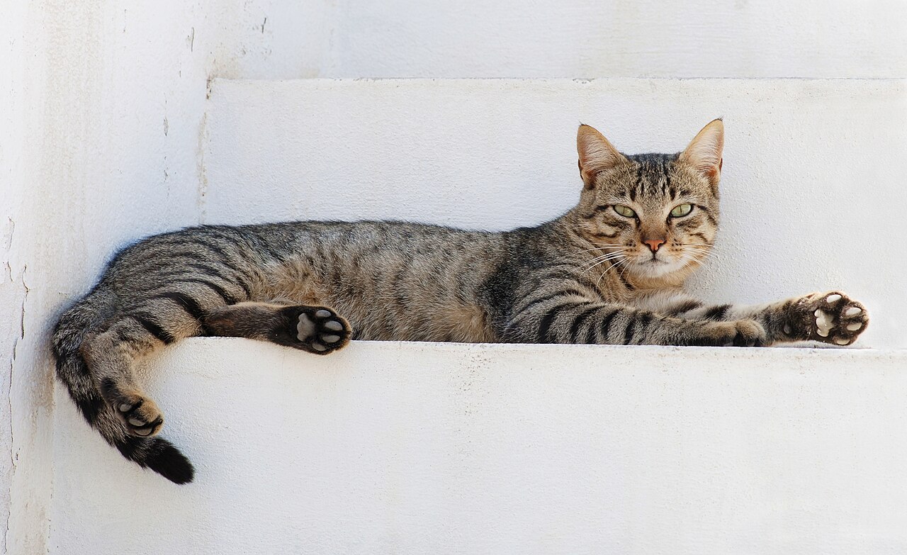 Domestic Cat