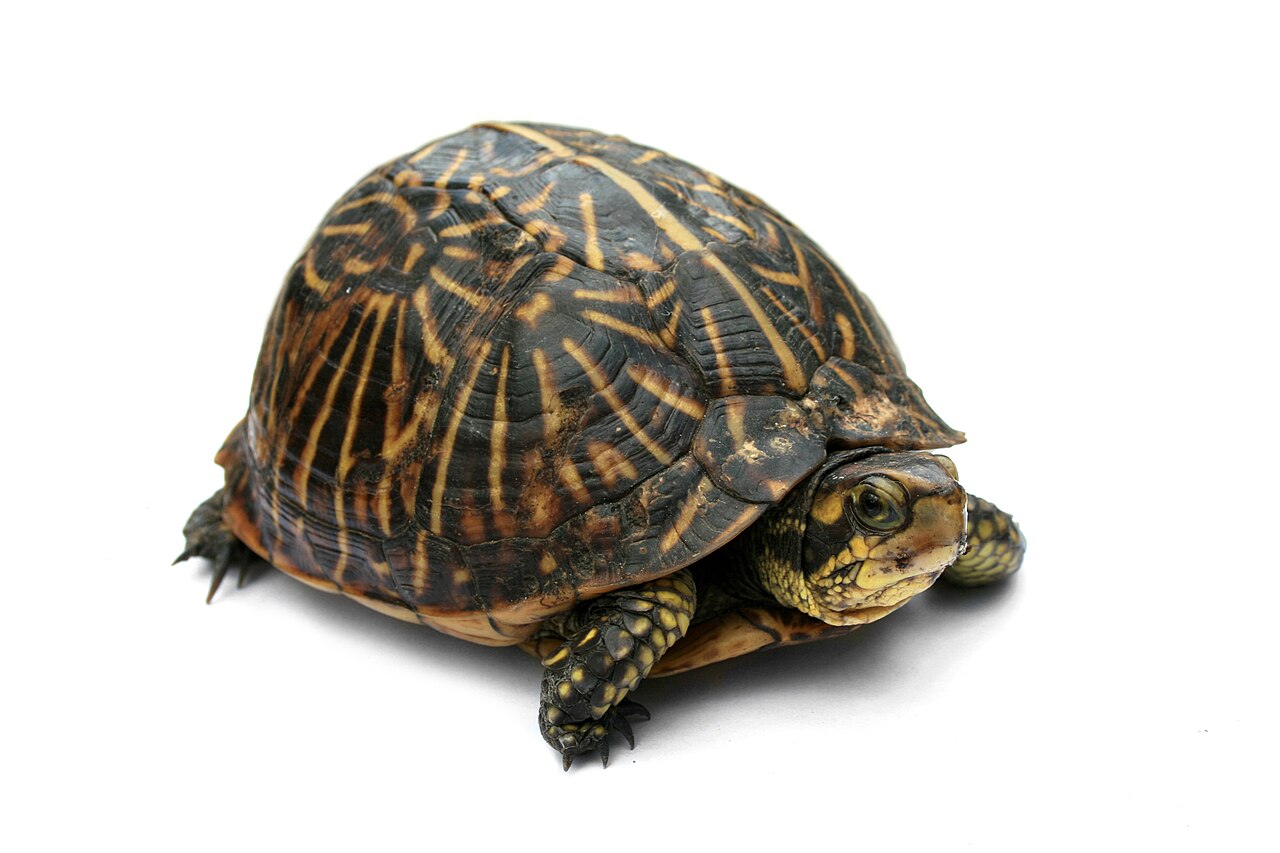 Eastern Box Turtle