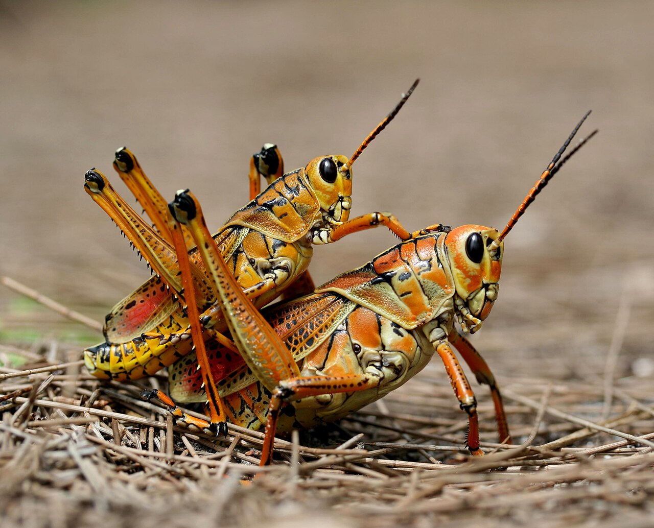 Eastern Lubber Grasshopper