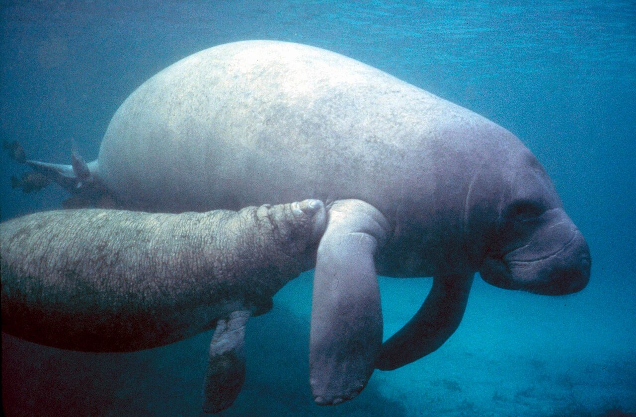 Manatee
