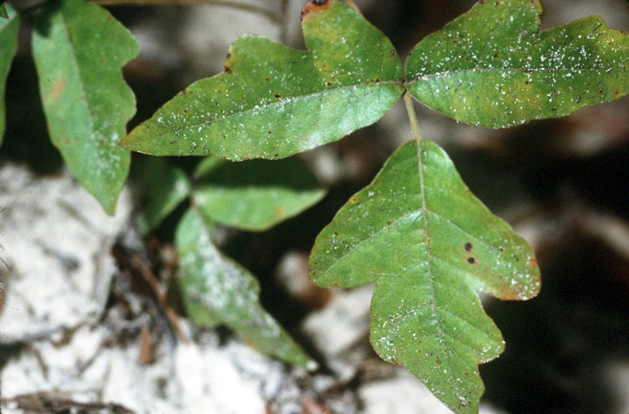 Poison Oak