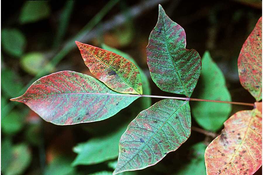 Poison Sumac