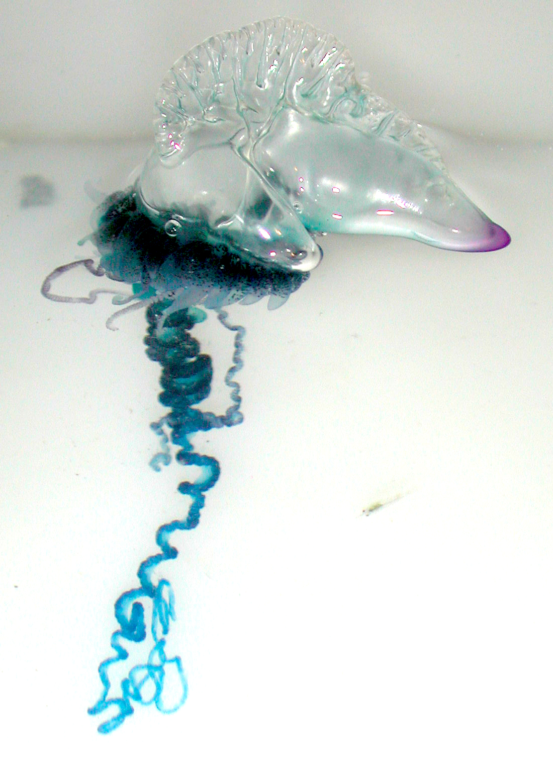 Portuguese Man o' War