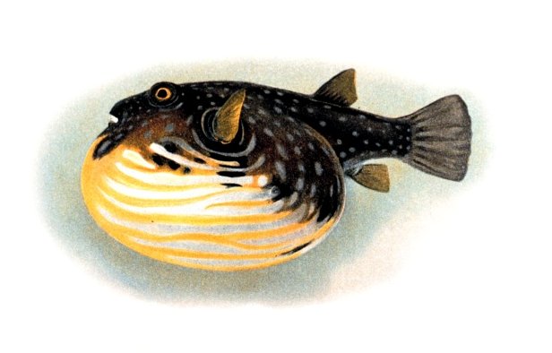 Puffer Fish